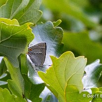 Purple Hairstreak Burton Mere Wetlands