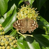 Speckled Wood