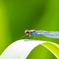 Red-eyed Damselfly Cicely Mill