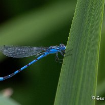 Common Blue Damselfly Rostherne