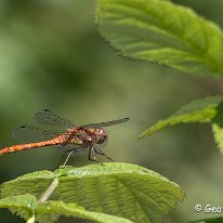 Common Darter Plumley