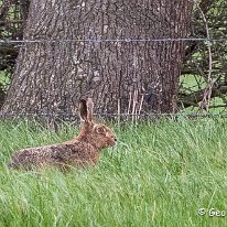 Hare Plumley