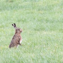 Brown Hare Plumley