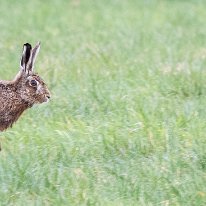 Brown Hare Plumley