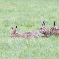 Brown Hare Plumley