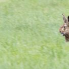 Brown Hare Plumley