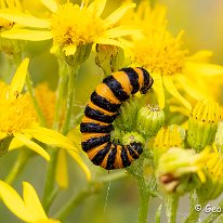 Cinnabar Caterpillar Tarpley