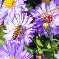 Honey Bee Woodruff Cottage