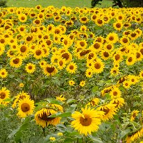 Sunflowers Plumley