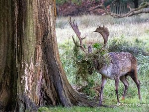 Fallow Deer