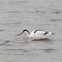 Avocet RSPB Burton Mere