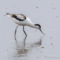 Avocet RSPB Leighton Moss