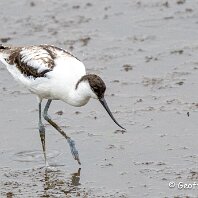Avocet