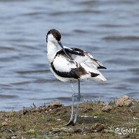 Avocet RSPB Blacktoft Sands