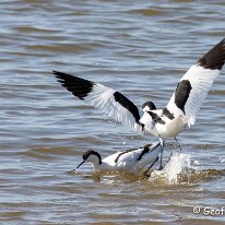 Avocet Leighton Moss