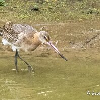 Bar-tailed Godwit RSPB Burton Mere