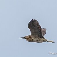 Bittern RSPB Middleton Lakes