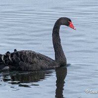 Black Swan