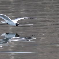 Black-headed Gull