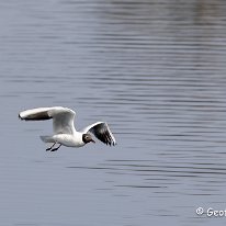 Black-headed Gull Tatton Park