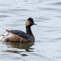 Black-necked Grebe Woolston Eyes