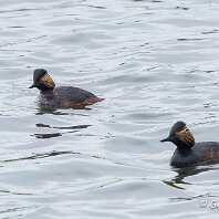Black-necked Grebe Woolston Eyes
