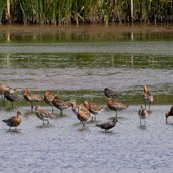 Black-tailed Godwit Burton Mere Wetlands