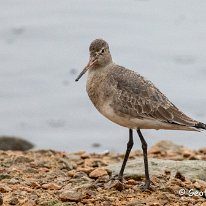 Black-tailed Godwit RSPB Martin Mere