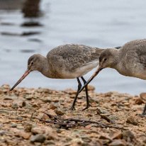 Black-tailed Godwit RSPB Martin Mere