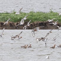 Black-tailed Godwit RSPB Leighton Moss.