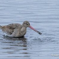 Black-tailed Godwit RSPB Burton Mere