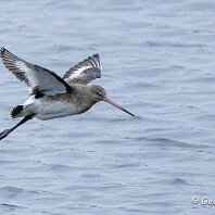Black-tailed Godwit RSPB Burton Mere