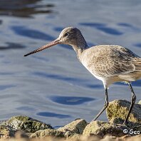 Black-tailed Godwit WWT Martin Mere
