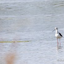 Black-winged Stilt RSPB Old Moore