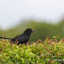 Blackbird Millington