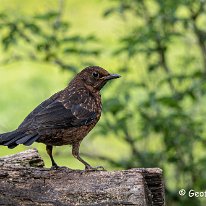 Blackbird - Juvenile Rostherne