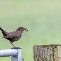 Blackbird Millington