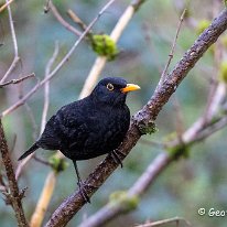 Blackbird Rostherne