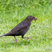 Blackbird Marbury Country Park