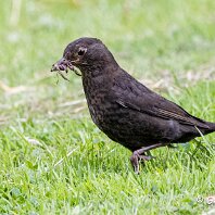 Blackbird Marbury Country Park