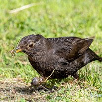 Blackbird Marbury Country Park