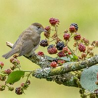 Blackcap Rostherne