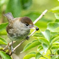 Blackcap Rostherne