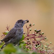 Blackcap Rostherne