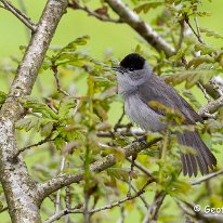 Blackcap Rostherne