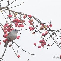 Blackcap Woodruff Cottage