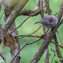 Blackcap Rostherne