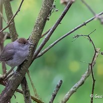 Blackcap Rostherne