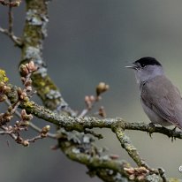 Blackcap Rostherne