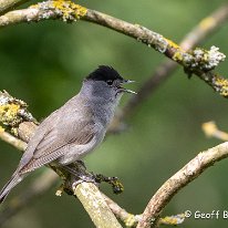 Blackcap Rostherne